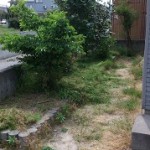 庭木の伐採作業前