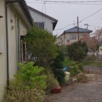 秋葉区庭木伐採前2