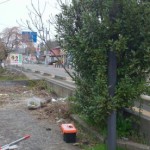 秋葉区庭木伐採前1