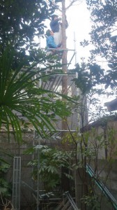 足場から枝を切る