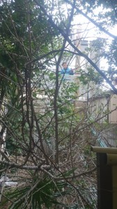 伐採のための足場