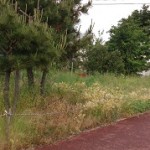 東区草刈り作業前1