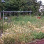 東区草刈り作業前2