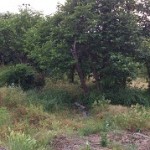 東区草刈り作業前3