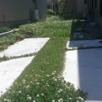 芝生の草取り前