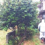 北区庭木伐採作業前