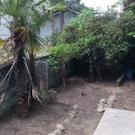 北区伐採作業後