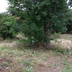 東区草刈り作業後1