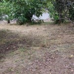 東区草刈り作業後3