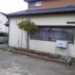 秋葉区庭木伐採後2